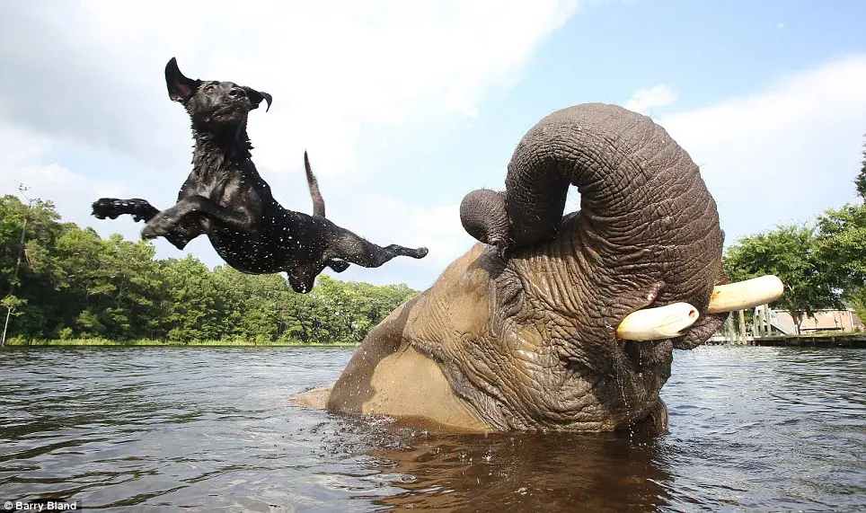 Bella e Bubbles brincam de bola na reserva aquática no Myrtle Beach Safari, também habitada por outras espécies de animais ameaçados.