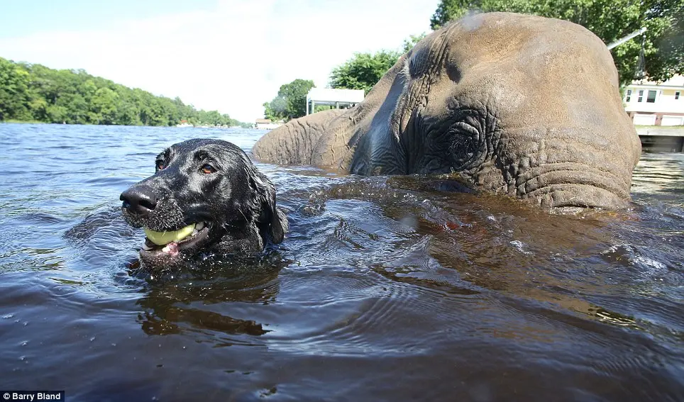 A dupla se refresca nas águas do Myrtle Beach Safari para onde Bubbles foi levada depois de ter sido embarcada da África para os Estados Unidos.