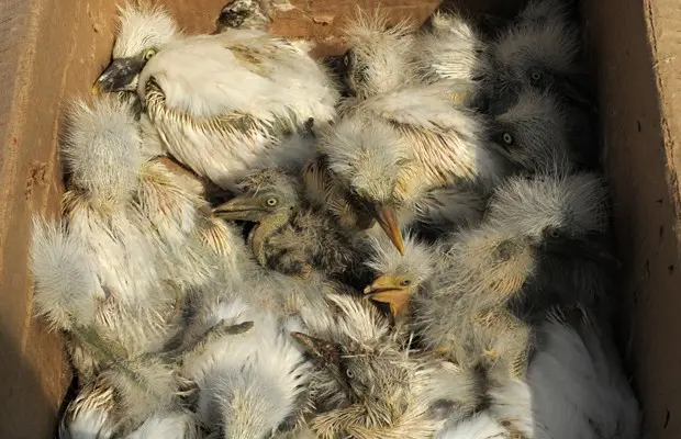 Centenas de filhotes de garça foram resgatados por voluntários da Fundação Asha de Abrigo Animal em uma área de desmatamento ilegal na Índia, a 90 km da quinta maior cidade do país, Ahmedabad, informou a agência de notícias France Presse (Foto: Sam Panthaky/AFP)
