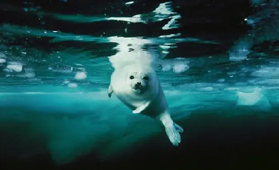 Foto:Brian Skerry