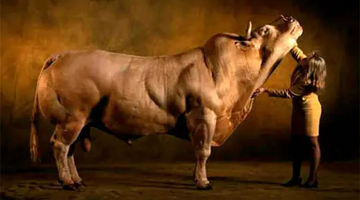 Exemplar de Belgian Blue. Foto: Blog Conspiraciones1040