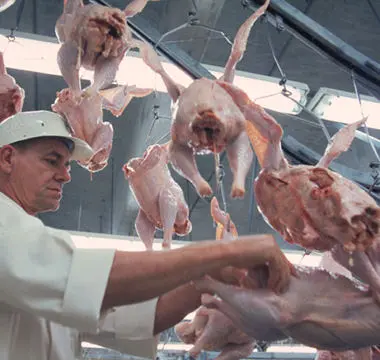 Aves são verdadeiros objetos para a indústria da alimentação humana. Foto: Veganos.org