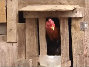 Aves foram encontradas em uma casa na cidade  de Cubatão (Foto: Reprodução/TV Tribuna)