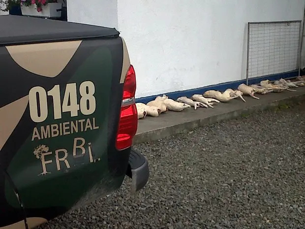 Carne de aninais foi apreendida em Garuva, no Norte de SC (Foto: Marciéli Palhano/RBS TV)