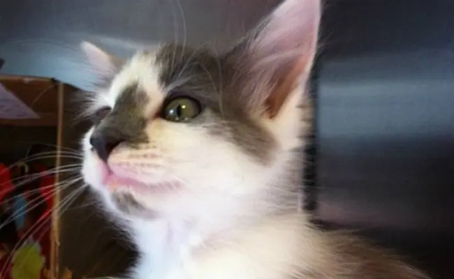 (Foto: Divulgação/Animal Refuge League of Greater PortlandAnimal Refuge League of Greater Portland)