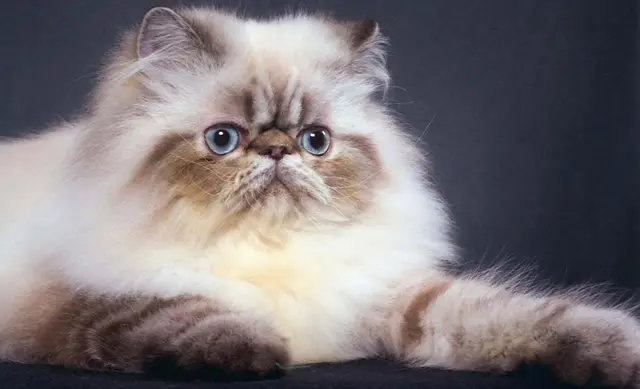 Irã pretende enviar gato persa para o espaço (Foto: Reprodução)