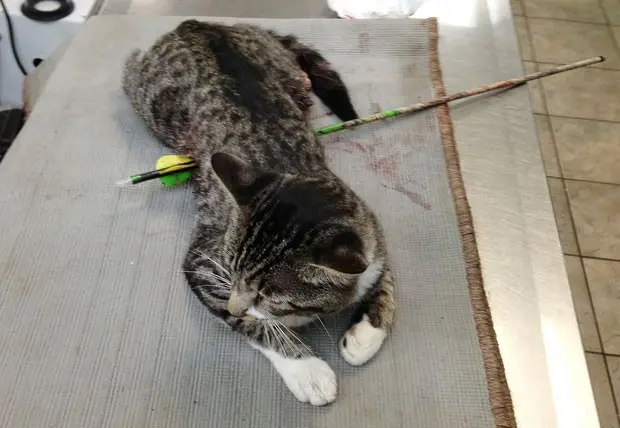 Imagem de agosto mostra o gato "Robin Hood" com flecha que atravessava seu corpo (Foto: James Gilchrist/AP)