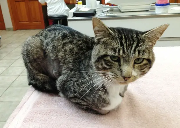 Imagem divulgada nesta quarta-feira mostra o felino já recuperado da cirurgia (Foto: James Gilchrist/AP)