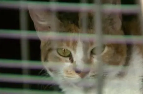 Os gatos ficarão juntos com outros seis, que foram resgatados por vizinhos. A expectativa é que em breve eles possam ser adotados (Foto: Reprodução/TV Record Brasília)