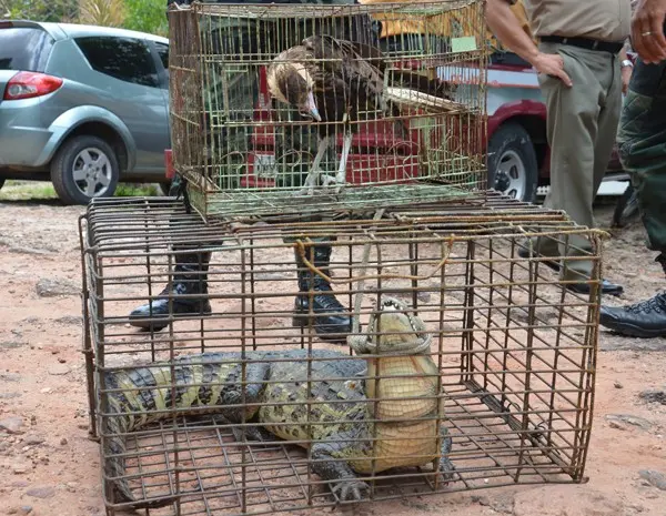 Gavião e Jacaré apreendidos pela Polícia Ambiental serão levados para o Centro de Triagem de Animais Silvestres (Cetas) (Foto: Walter Paparazzo/G1)