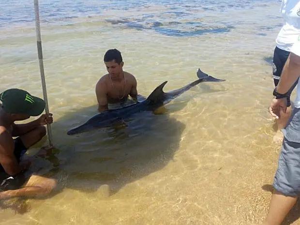 Animal foi encontrado por surfista, informou o instituto (Foto: Divulgação / Mamíferos Aquáticos)
