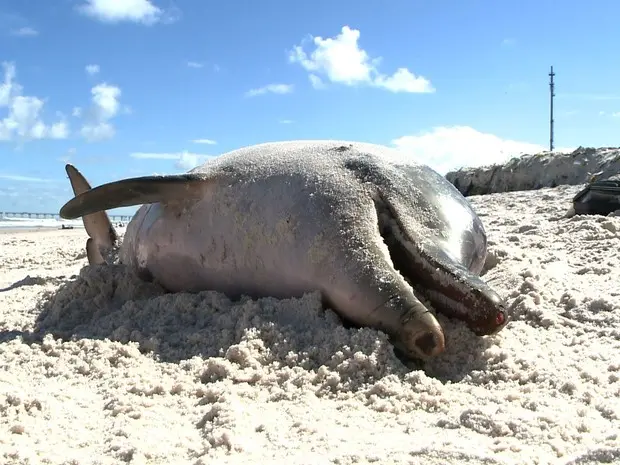 Foto: Reprodução/TV Gazeta