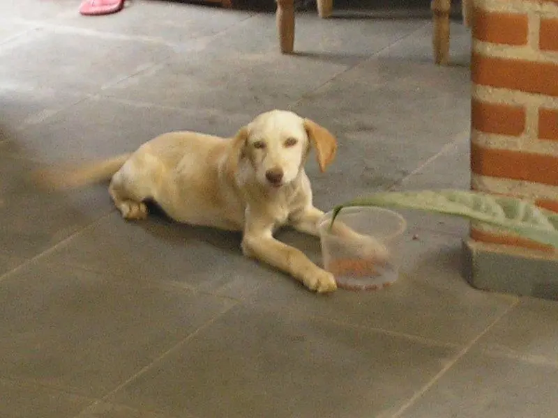 A  cachorrinha Hermione  precisa de uma nova família (Foto: Arquivo Pessoal)