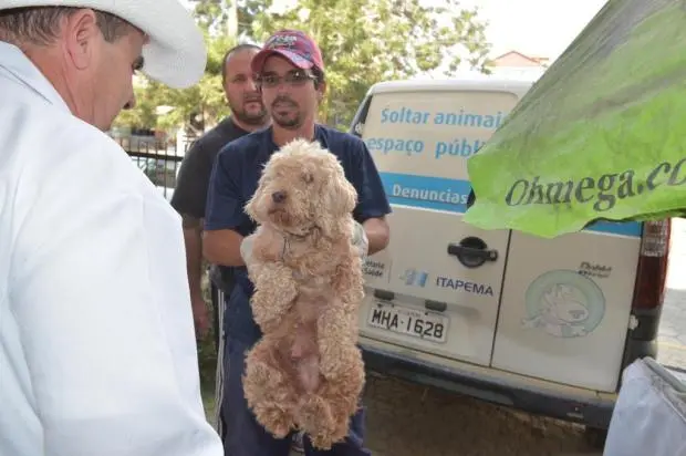 Os cachorros encontrados serão tratados no canil municipal de Itapema (Foto: Marcos Porto / Agencia RBS)