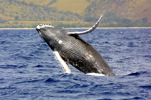 Baleia jubarte nas águas do Havaí; NOAA abriu pedido de revisão sobre situação da espécie (Foto: NOAA/AP)