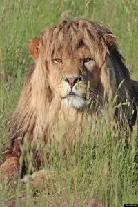 Foto: Colorado Wild Animal Sanctuary/Facebook