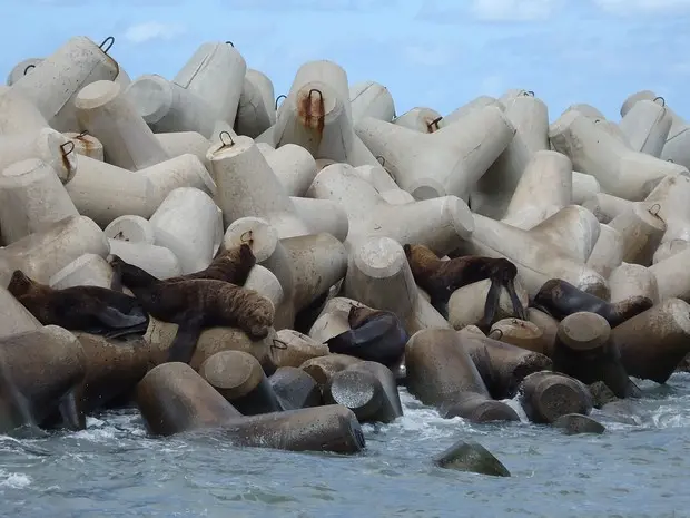 Leões e lobos-marinhos descansam em Torres e São José do Norte (Foto: Sandro Cardoso/RBS TV)