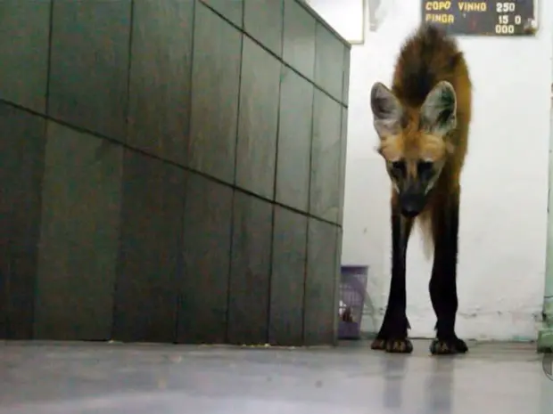 Lobo Guará é encontrado em bar de Varginha (Foto: Rafael Melo / EPTV)