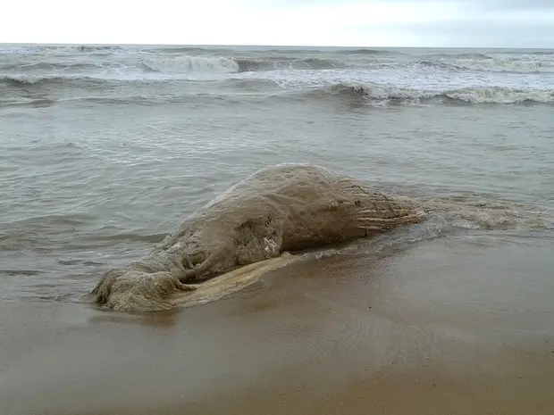 Lula gigante encontrada no Açu, em São João da Barra. (Foto: Blog do Roberto Moraes)