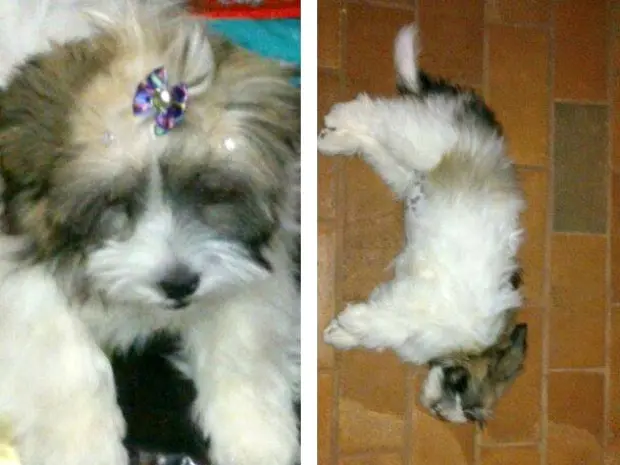 Luli logo após ter morrido em pet shop de Campo Grande. (Foto: Wania Ferreira/Arquivo Pessoal)