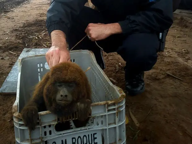 Animal foi localizado em uma propriedade de eucalipto (Foto: GCM de Botucatu/Divulgação)