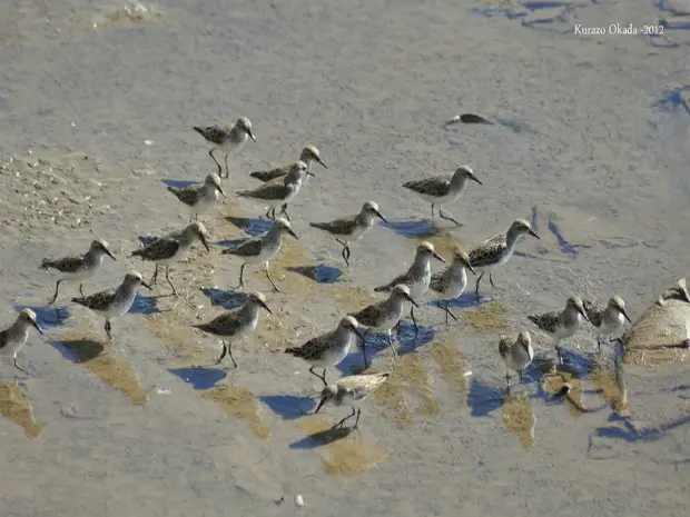 Maçaricos se alimentam de invertebrados às margens do Rio Amazonas (Foto: Kurazo Okada/Arquivo Pessoal)