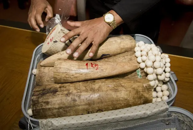 Presas de marfim e contas feitas do material foram encontradas em malas na Tailândia. (Foto: AP Photo/Sakchai Lalit)