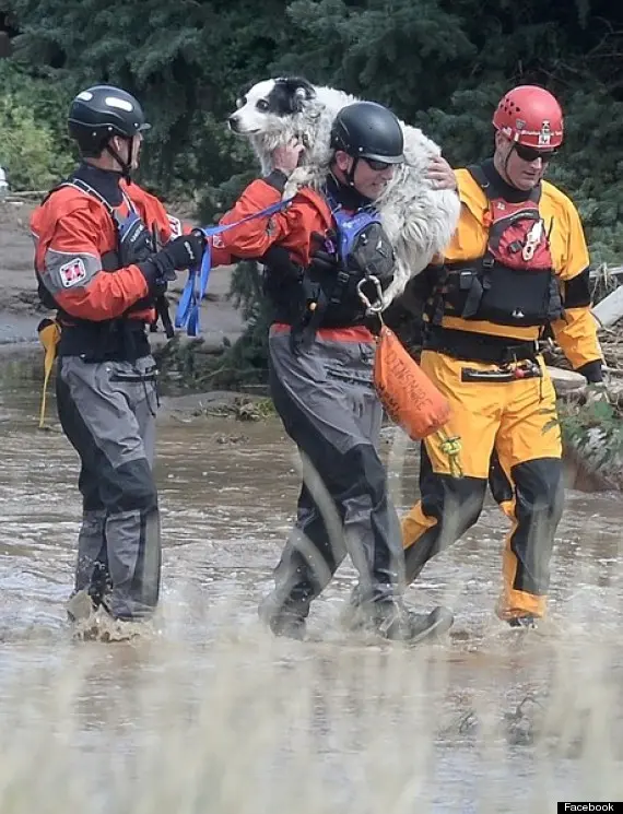 Cão é resgatado em Boulder. Foto: Reprodução 