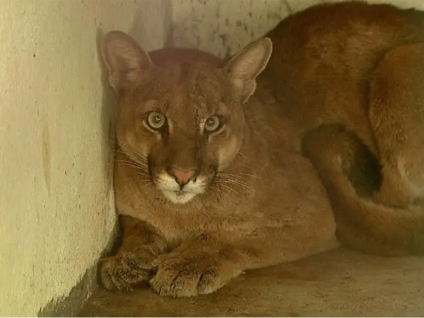 Onça se recupera em zoológico (Foto: Ronaldo Gomes/EPTV)
