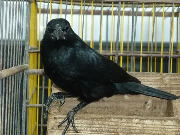 Aves silvestres viviam em gaiolas em uma casa, em Itapissuma (Foto: Divulgação/ Polícia Militar)