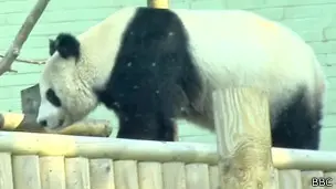 Panda movido à Edimburgo