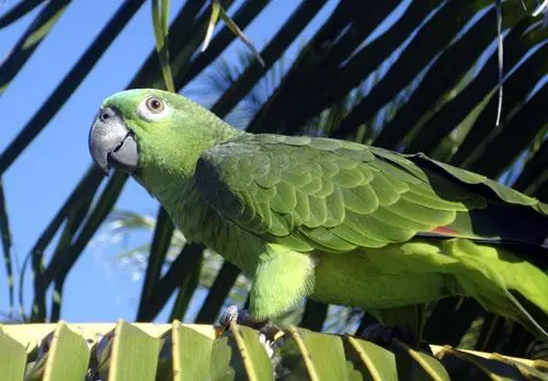 Papagaio (Reprodução Internet)