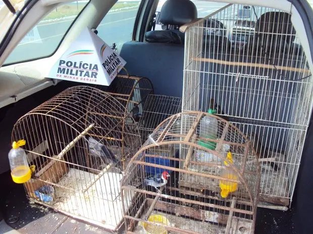 Aves foram localizadas em uma fazenda de Indianópolis (Foto: Polícia Ambiental/Divulgação)