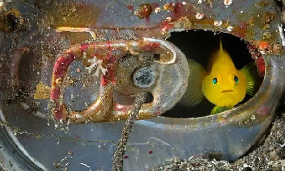 Foto:Brian Skerry