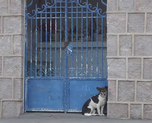 Não abandonar é o primeiro passo (Foto: Divulgação)