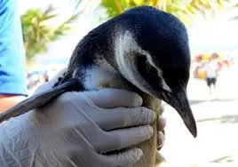 O pinguim da espécie Magalhães foi resgatado (Foto: Divulgação)