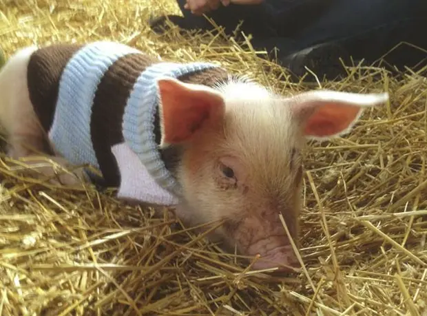 Porquinho saltou de caminhão que seguia para matadouro no Canadá e ganhou novo lar (Foto: Divulgação/Wishing Well Sanctuary)