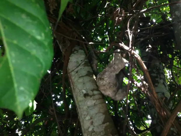 Animal foi solto em área de mata da Universidade Federal do Amazonas (Foto: Tenente Wallasson Lira/Força Tática-PM)