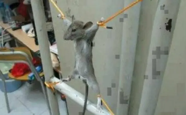(Foto: Reprodução/Facebook)