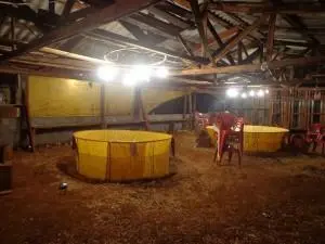 Os galos teriam desaparecido do local da rinha (Foto: PM)