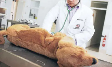 Substituição de animais por simuladores, como este. (Foto: Reprodução/La Tercera 