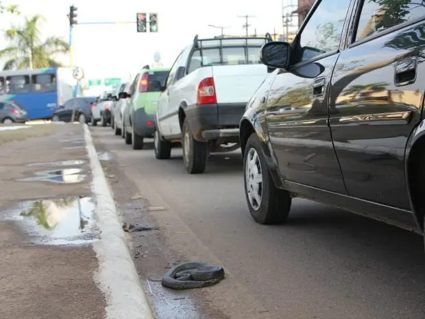 Filhote de sucuri é resgatado em avenida movimentada da capital (Foto: Jenifer Zambiazzi/G1)