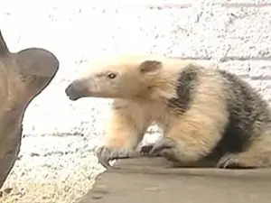 (Foto: Reprodução/RBS TV)