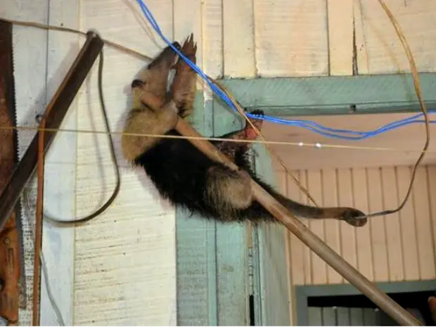 Tamanduá estava no forro de casa (Foto: MT Notícias)