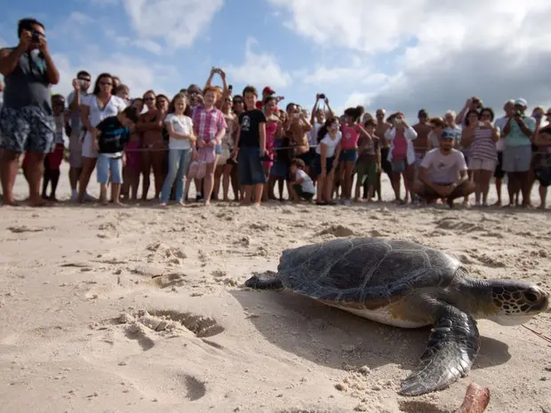 Tartaruga verde é solta na Barra da Lagoa, em Florianópolis, após tratamento (Foto: Banco de Imagens Projeto Tamar/Divulgação)