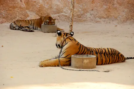Os tigres indochineses são cada vez mais raros e pensa-se que haja apenas 1800 a viver em estado selvagem. Fotografia: © Paulo Nunes dos Santos/A23