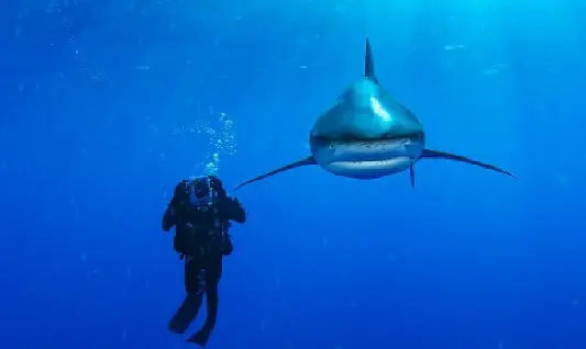 Foto:Brian Skerry