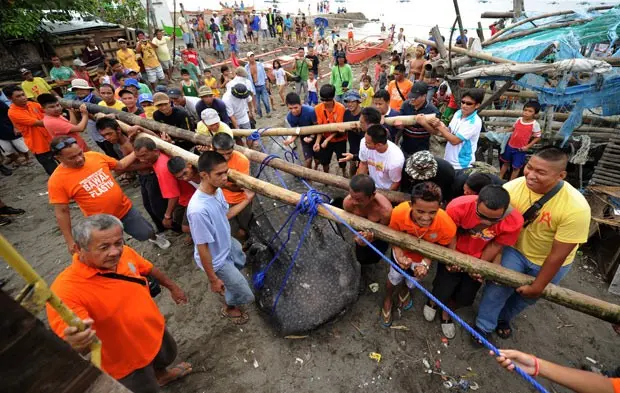 Moradores ajudam a carregar tubarão-baleia até um caminhão. (Foto: AFP Photo/Ted Aljibe)