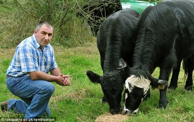 A vaca ferida, à esquerda, vai perder a visão em seu olho esquerdo.