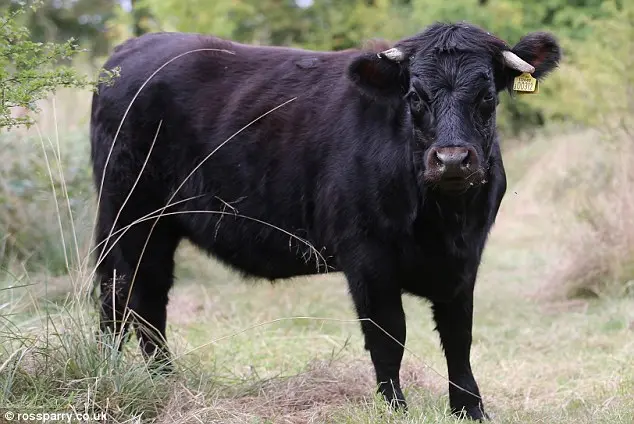 A vaca é um pequeno rebanho protegido pelas pastagens, como parte de um programa de conservação da vida selvagem